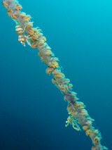 ムチカラマツエビ2匹