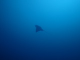 トビエイ
