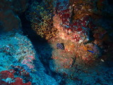 タテジマキンチャクダイの幼魚