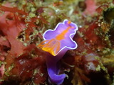 ニシキウミウシ 幼体
