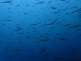 アジの群れ