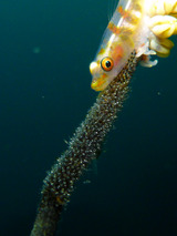 ガラスハゼと卵