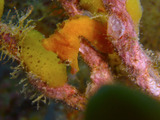 �ϥʥ���