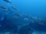 �ۥ��饤�ҥ᥸