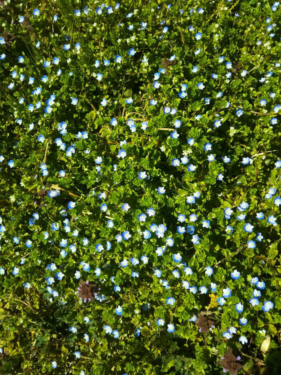 きれいな雑草たち 野菜嫌いをなおしてあげる 輪島市 上田農園