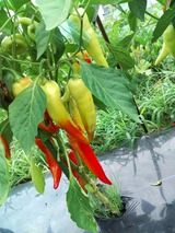 IMG_20260802_054321