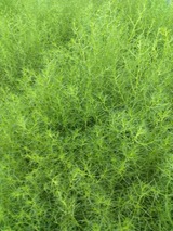IMG_20260728_070631