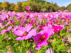 cosmos