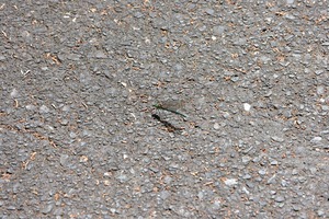 mtrdfly