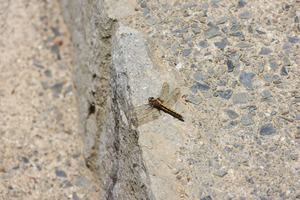 ydfly