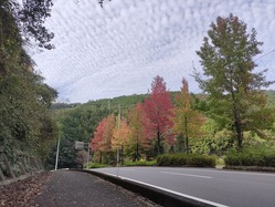 Autum