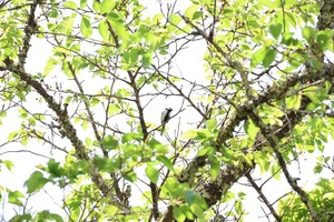 bwbird