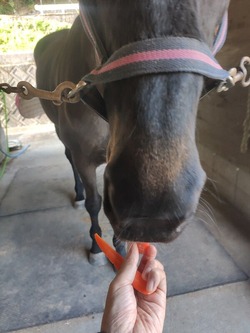 carrot