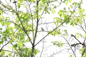 couplebird