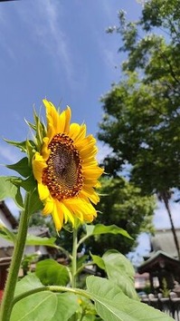 sunflower243