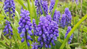 Tr30purpleflower