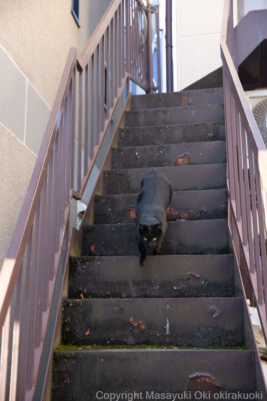 階段かけおりる 猫写真家 沖 昌之のブログ 野良ねこちゃんねる