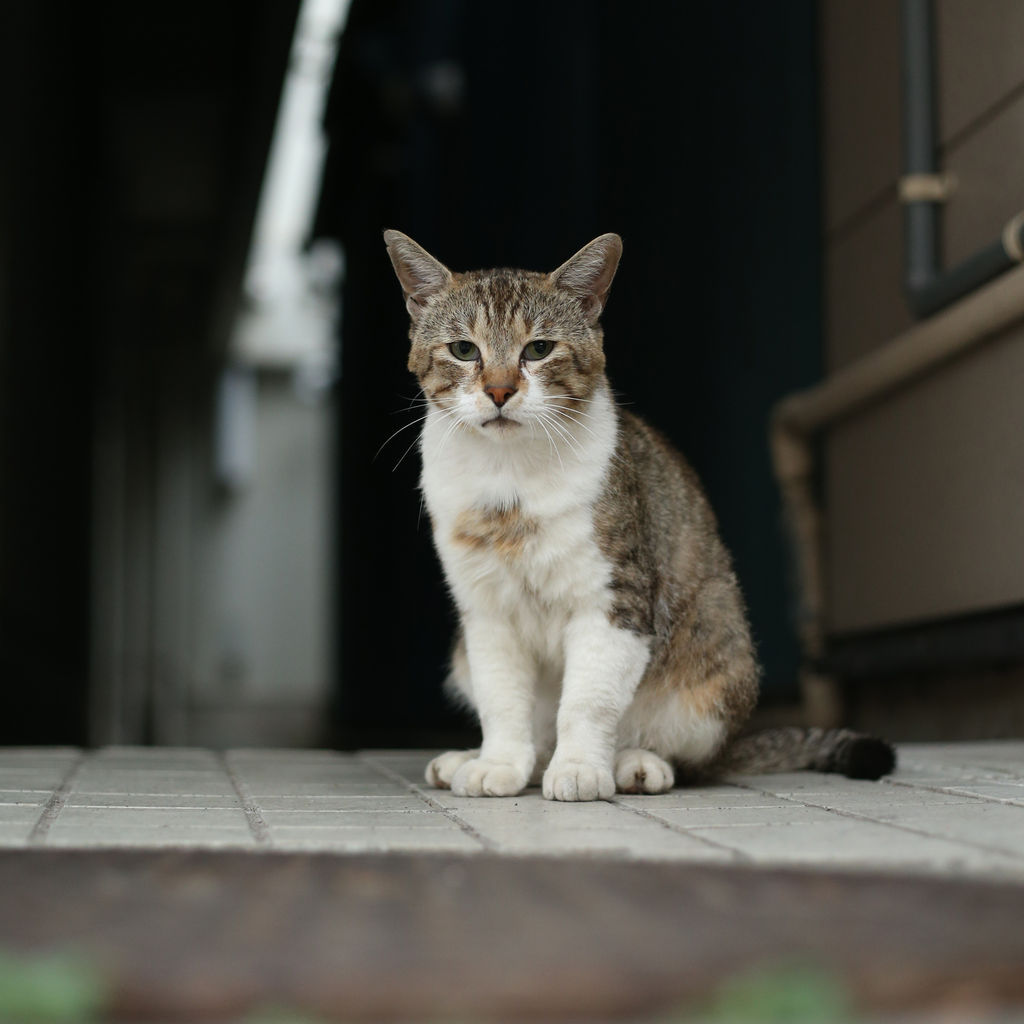 15年07月01日 猫写真家 沖 昌之のブログ 野良ねこちゃんねる