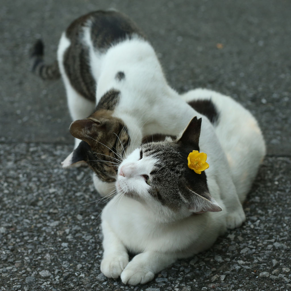 お花のせてるのに 猫写真家 沖 昌之のブログ 野良ねこちゃんねる