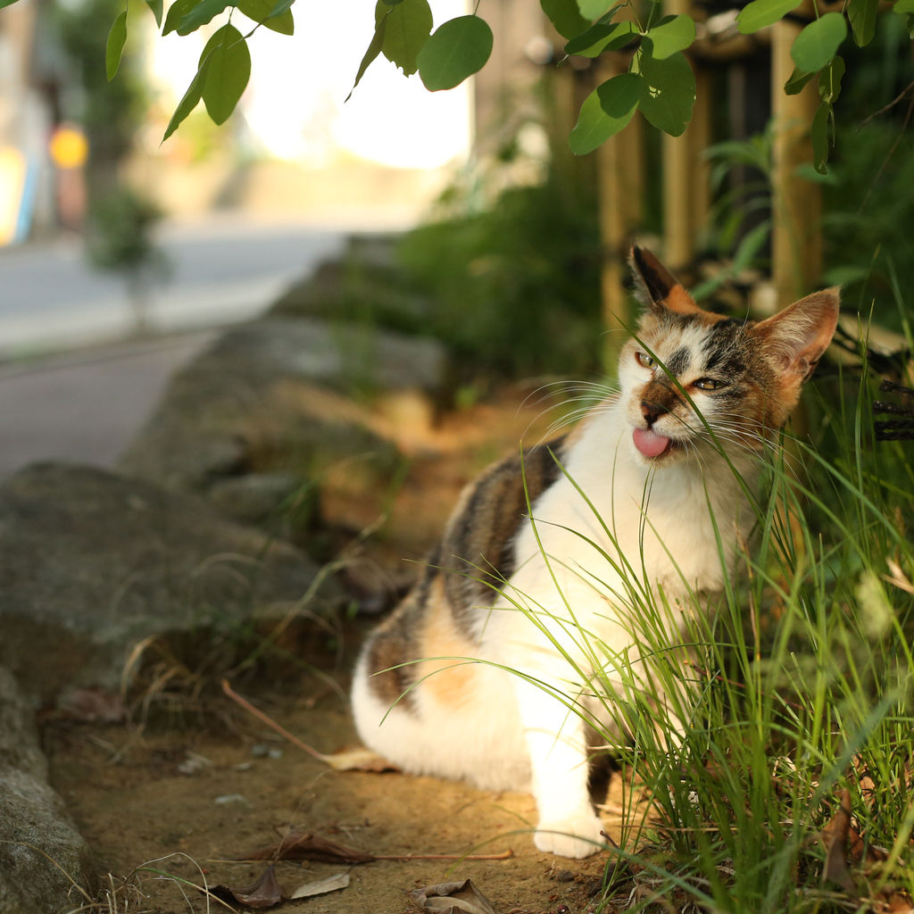 ほねちゃんじゃないけど 三毛猫さんは綺麗なお顔です 猫写真家 沖 昌之のブログ 野良ねこちゃんねる ほねちゃんじゃないけど 三毛猫さんは綺麗なお顔です 猫写真家 沖 昌之のブログ 野良ねこちゃんねる
