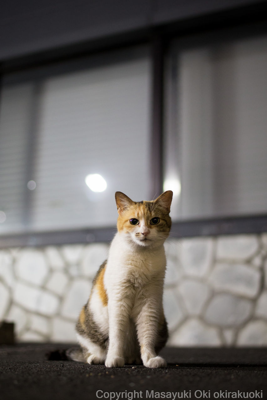 モノクロのような世界 猫写真家 沖 昌之のブログ 野良ねこちゃんねる