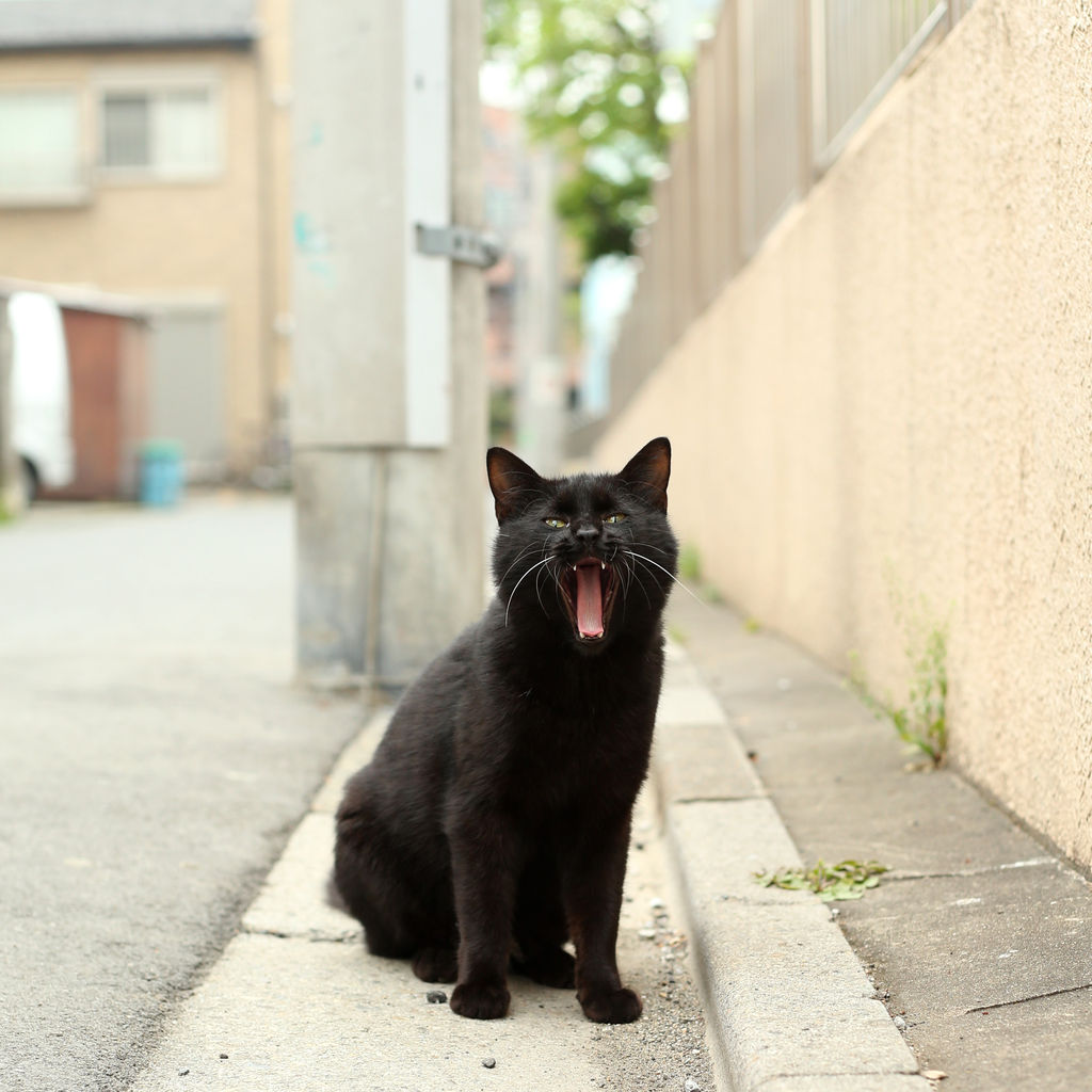 黒猫さんの独唱が聞こえてきそうです 猫写真家 沖 昌之のブログ 野良ねこちゃんねる