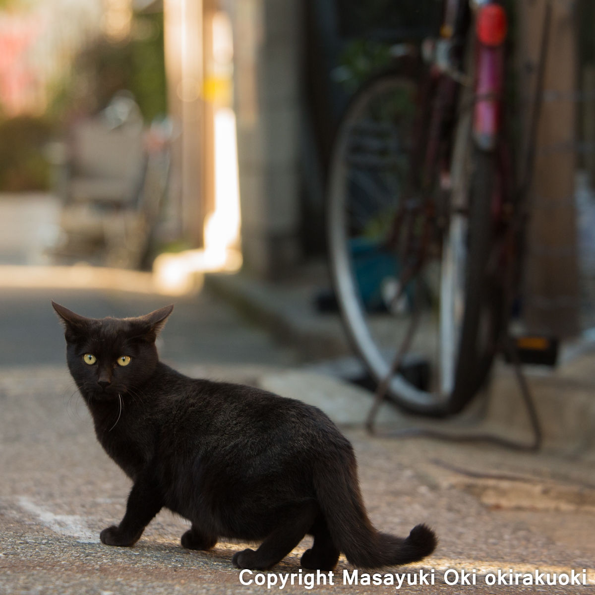 少し足が短い 黒ねこさんです 猫写真家 沖 昌之のブログ 野良ねこちゃんねる 少し足が短い 黒ねこさんです 猫写真家 沖 昌之のブログ 野良ねこちゃんねる