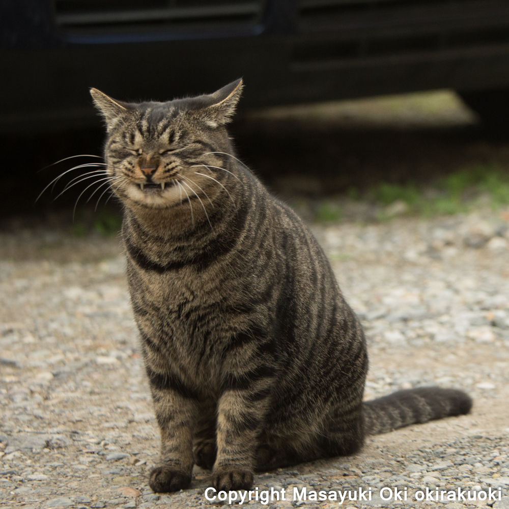 にんまり。 : 猫写真家・沖 昌之のブログ 野良ねこちゃんねる。 - 猫 八重歯
