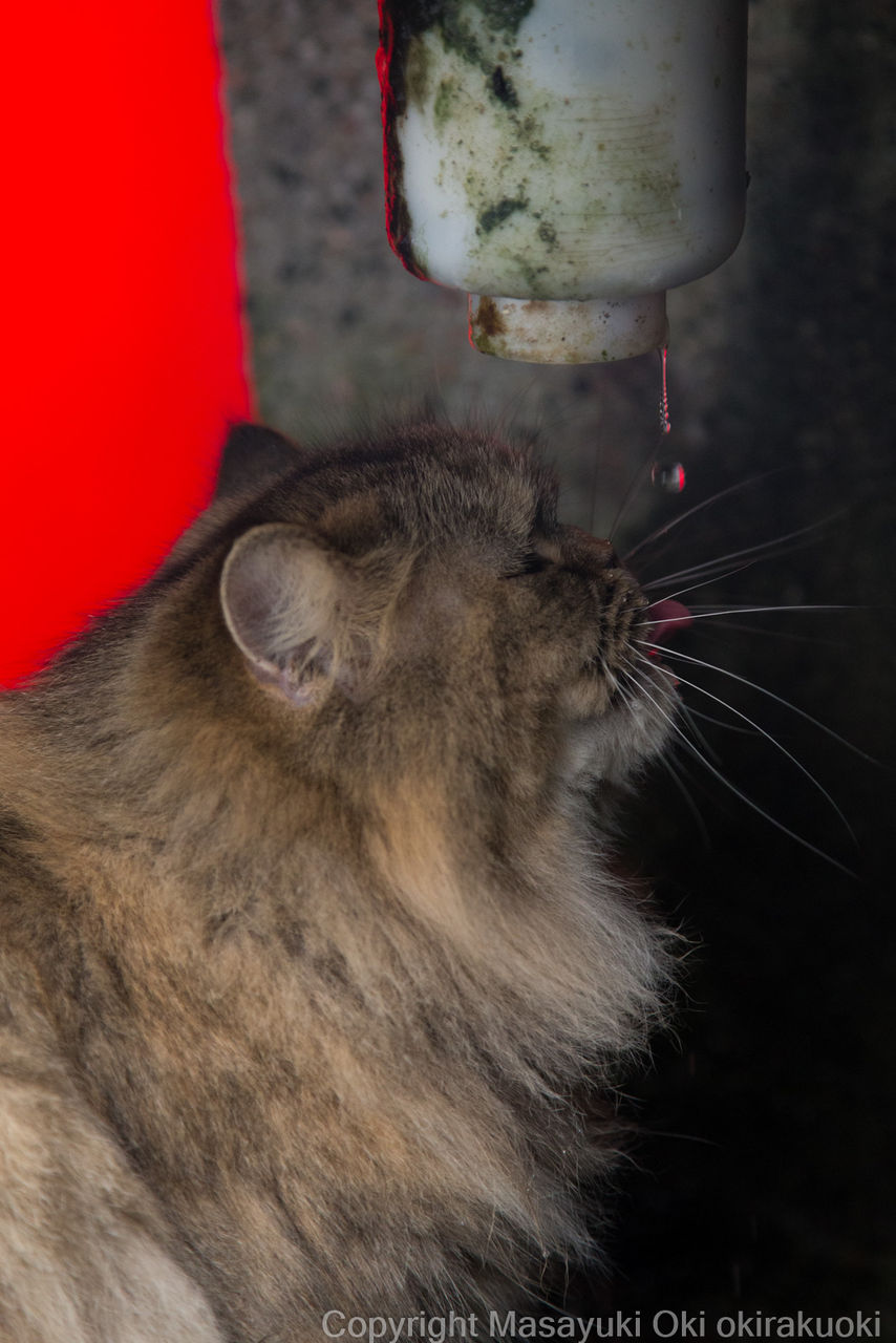 お水を待ちうける 猫写真家 沖 昌之のブログ 野良ねこちゃんねる