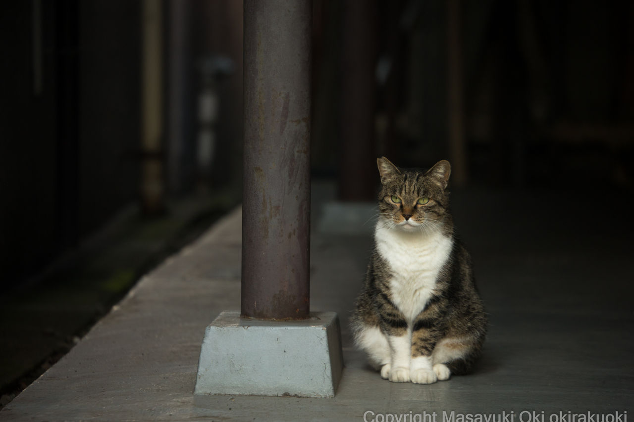 静かにたたずむ 猫写真家 沖 昌之のブログ 野良ねこちゃんねる