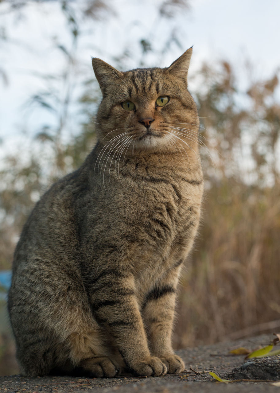 この地域のボス的な存在の 男のコ 猫写真家 沖 昌之のブログ 野良ねこちゃんねる