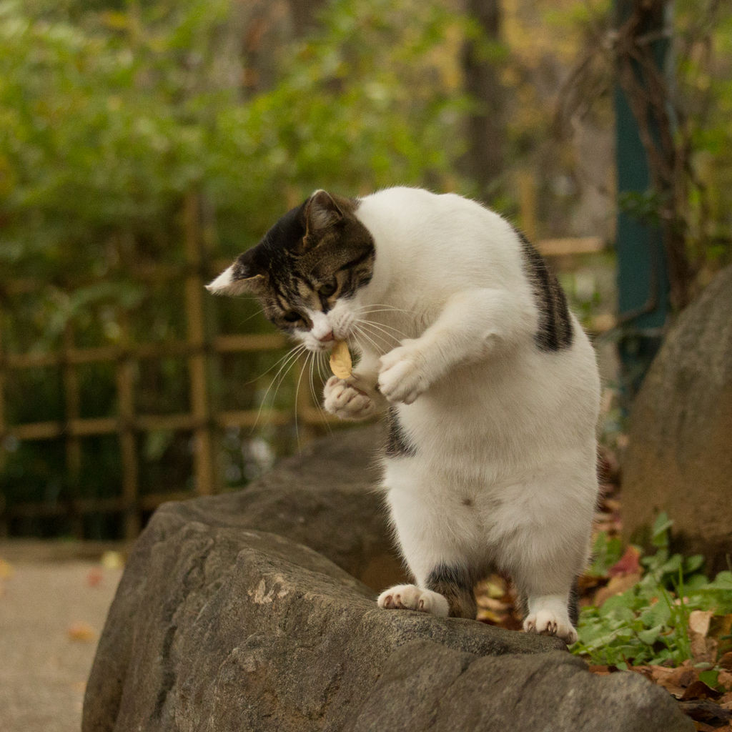 葉っぱと戯れる 猫写真家 沖 昌之のブログ 野良ねこちゃんねる 葉っぱと戯れる 猫写真家 沖 昌之のブログ 野良ねこちゃんねる