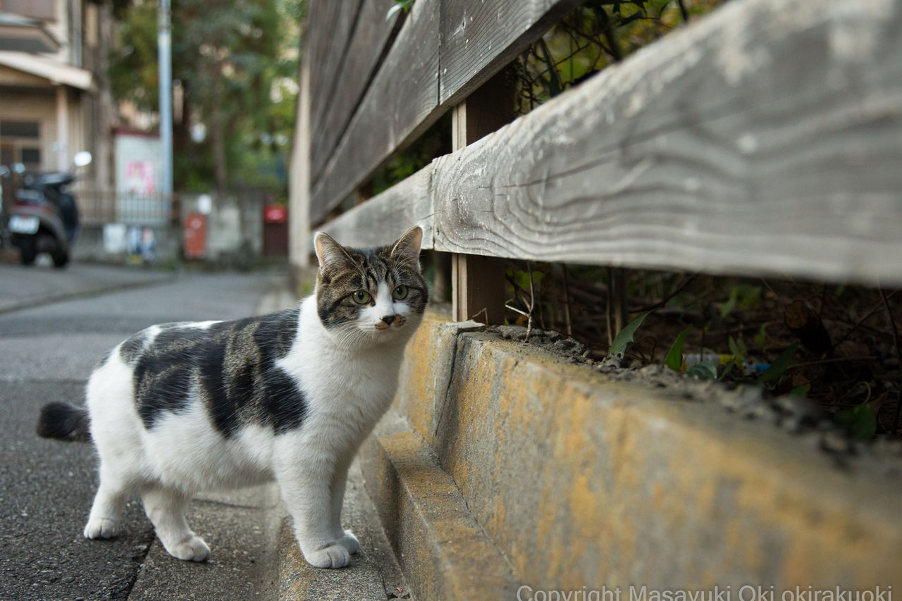 どっしりとしたお手て 猫写真家 沖 昌之のブログ 野良ねこちゃんねる