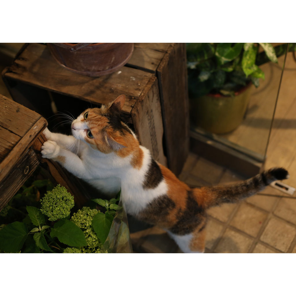 北千住のお花屋さん Decoraさんの ほねちゃん 猫写真家 沖 昌之のブログ 野良ねこちゃんねる