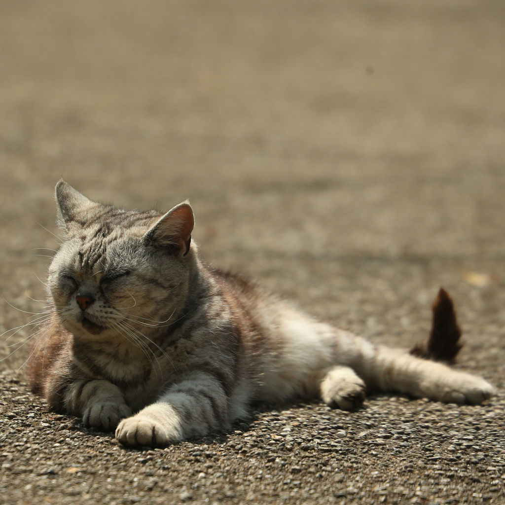 15年04月17日 猫写真家 沖 昌之のブログ 野良ねこちゃんねる 15年04月17日 猫写真家 沖 昌之のブログ 野良ねこちゃんねる