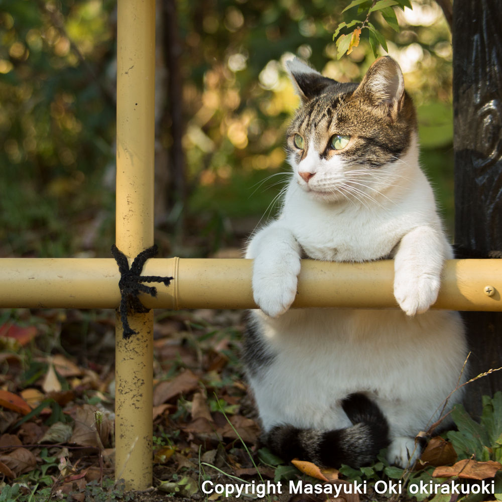 Amazon さん なかなか ぶさにゃんを 持って来ないなぁの図 猫写真家 沖 昌之のブログ 野良ねこちゃんねる