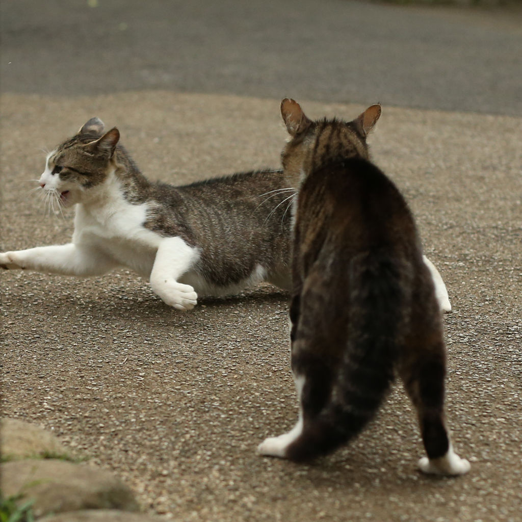 喧嘩勃発 猫写真家 沖 昌之のブログ 野良ねこちゃんねる