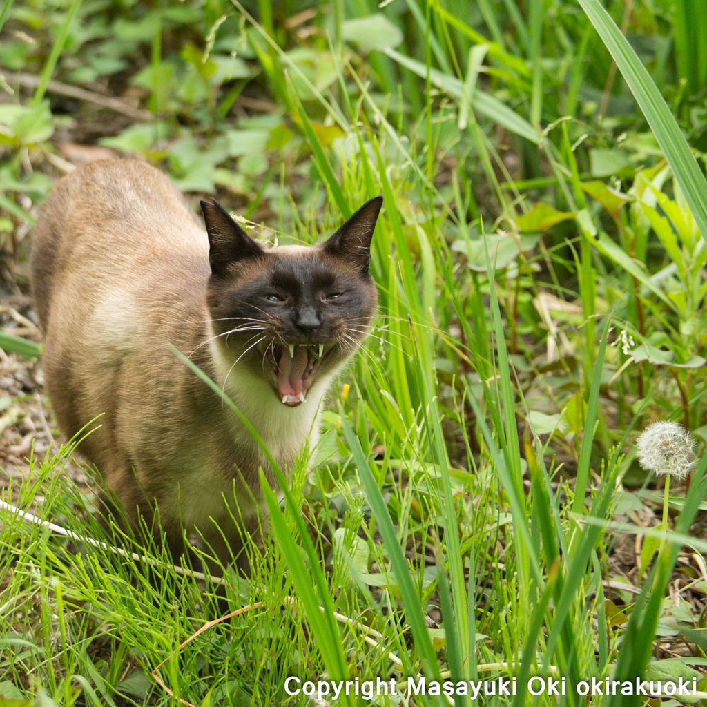 シャー。 : 猫写真家・沖 昌之のブログ 野良ねこちゃんねる。