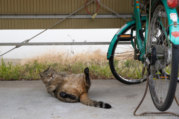 2ちゃんねる 自転車ブログ