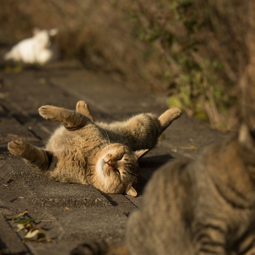 気持ちよさそうに 転げまわる 猫写真家 沖 昌之のブログ 野良ねこちゃんねる 気持ちよさそうに 転げまわる 猫写真家 沖 昌之のブログ 野良ねこちゃんねる