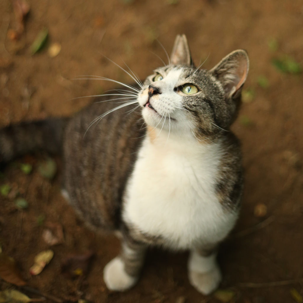 15年05月06日 猫写真家 沖 昌之のブログ 野良ねこちゃんねる 15年05月06日 猫写真家 沖 昌之のブログ 野良ねこちゃんねる