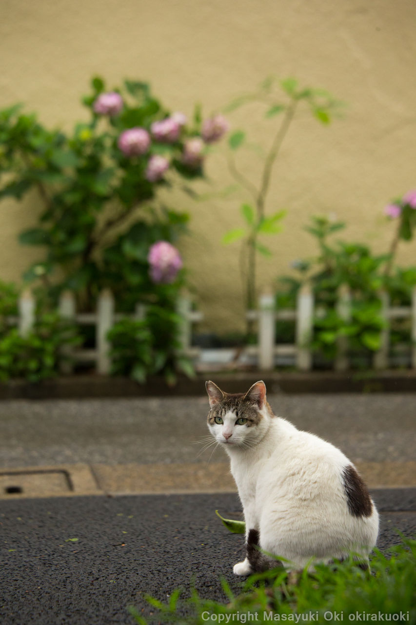 紫陽花と Satoちゃん 猫写真家 沖 昌之のブログ 野良ねこちゃんねる