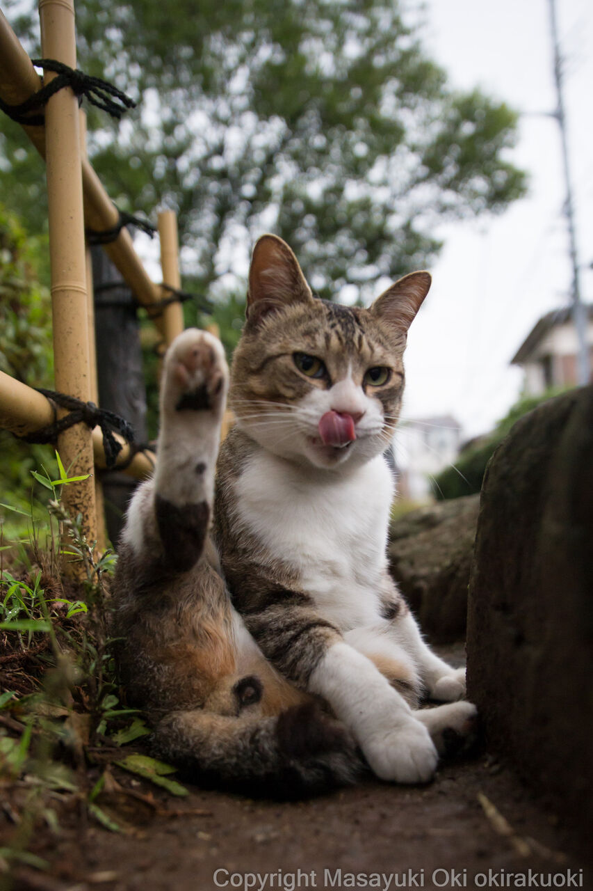 毛づくろい 猫写真家 沖 昌之のブログ 野良ねこちゃんねる