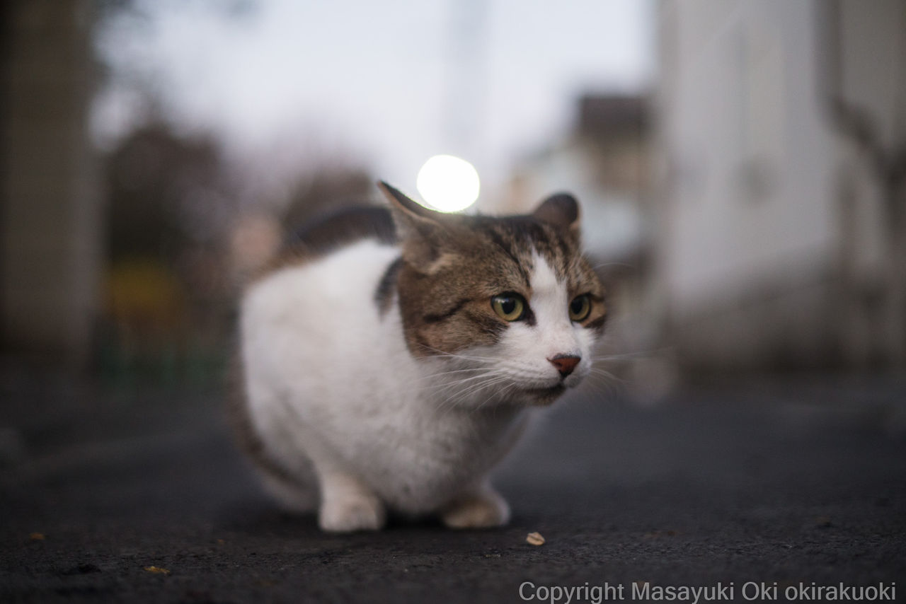イカ耳さん 猫写真家 沖 昌之のブログ 野良ねこちゃんねる