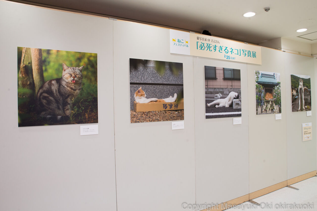 京王百貨店 新宿店 ねこフェスティバルに参加中 かわいくディスプレイされてました 猫写真家 沖 昌之のブログ 野良ねこちゃんねる