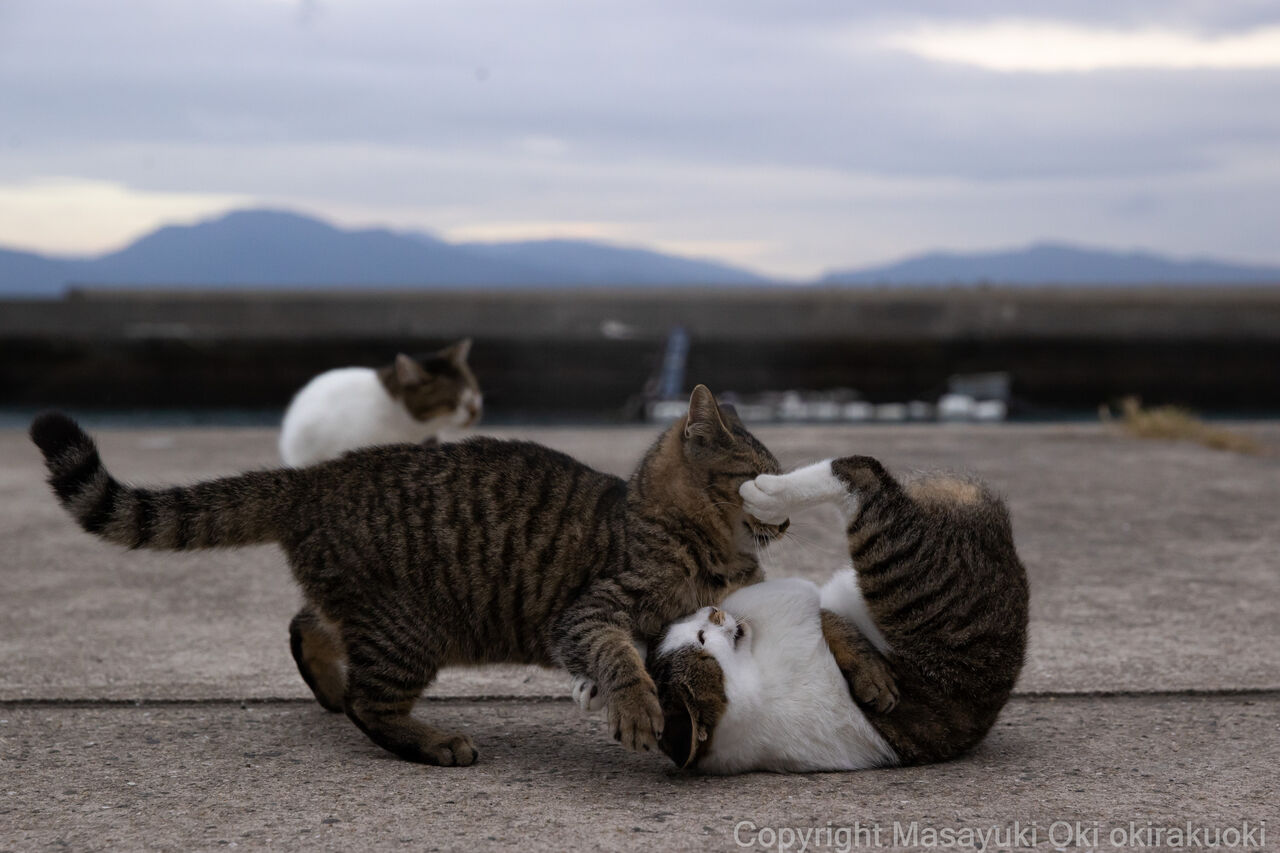 じゃれあう 猫写真家 沖 昌之のブログ 野良ねこちゃんねる じゃれあう 猫写真家 沖 昌之のブログ 野良ねこちゃんねる