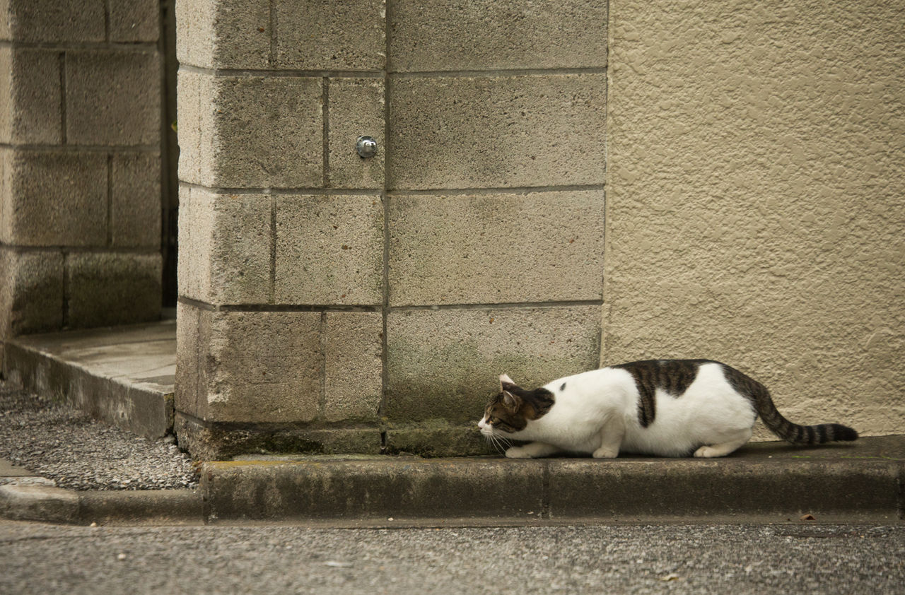 すっごく忍び足。 : 猫写真家・沖 昌之のブログ 野良ねこちゃんねる。
