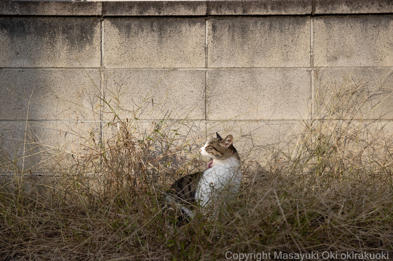 身だしなみにも気をつかう 猫写真家 沖 昌之のブログ 野良ねこちゃんねる