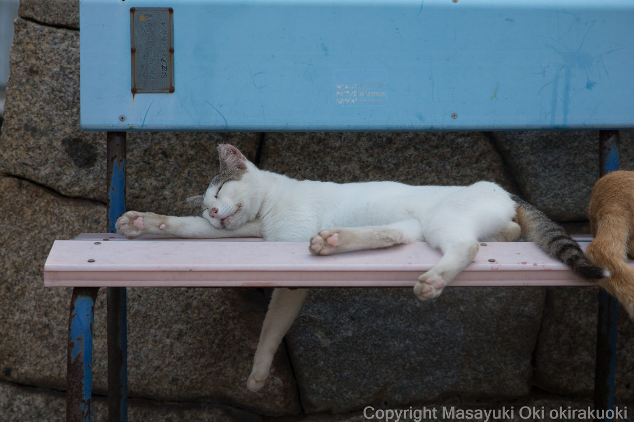 手までだらける 猫写真家 沖 昌之のブログ 野良ねこちゃんねる