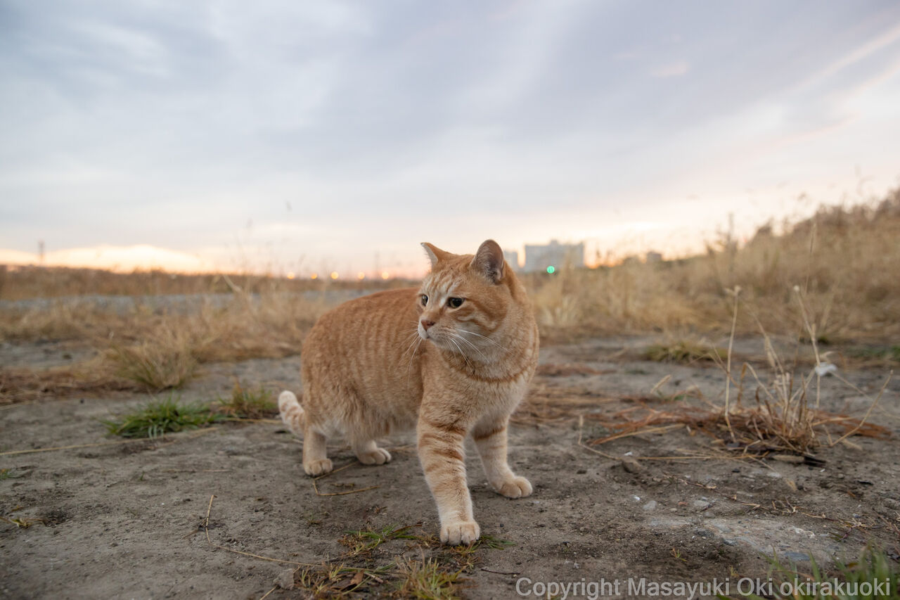 早朝のトランさん 猫写真家 沖 昌之のブログ 野良ねこちゃんねる 早朝のトランさん 猫写真家 沖 昌之のブログ 野良ねこちゃんねる